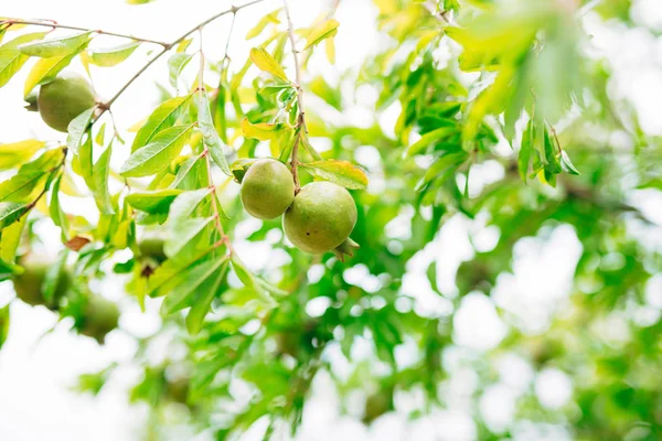 I frutti di melograno di medie dimensioni sull'albero verde a Monteneg — Foto Stock