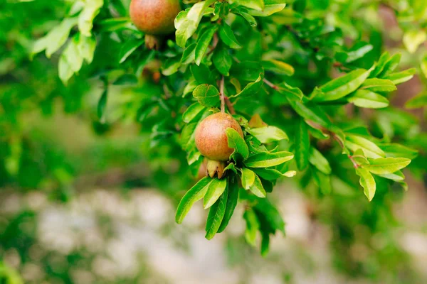 Die mittelgroße Granatapfelfrucht am Baum grün in monteneg — Stockfoto