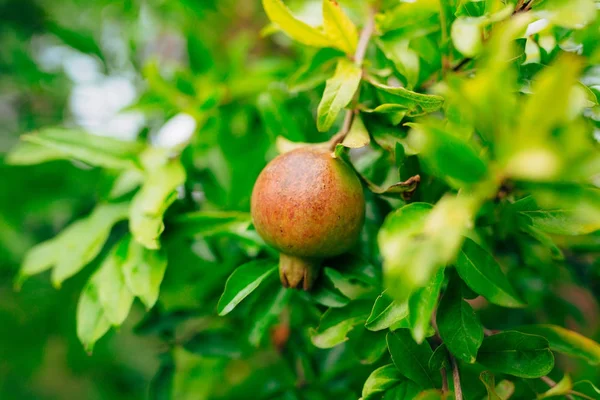 Die mittelgroße Granatapfelfrucht am Baum grün in monteneg — Stockfoto