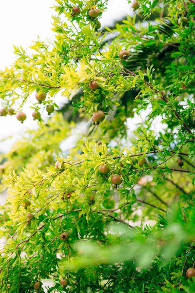 El fruto de granada de tamaño mediano en el árbol verde en Monteneg —  Fotos de Stock