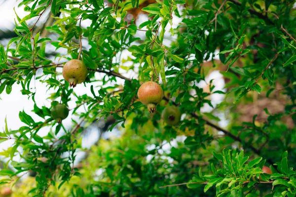 Melograno rosso maturo sull'albero. Melograni in Montenegr — Foto Stock