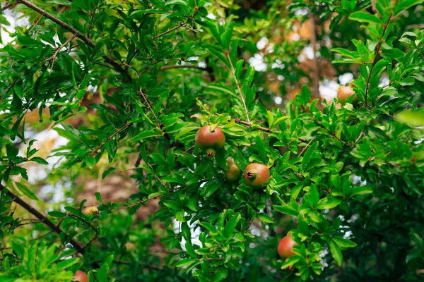 Melograno rosso maturo sull'albero. Melograni in Montenegr — Foto Stock