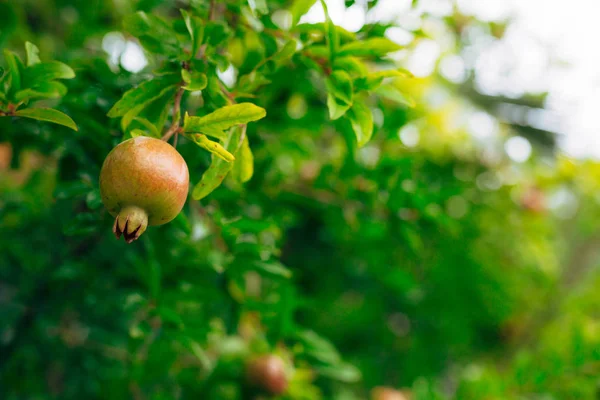 Roter reifer Granatapfel auf dem Baum. Granatapfelbäume in montenegr — Stockfoto