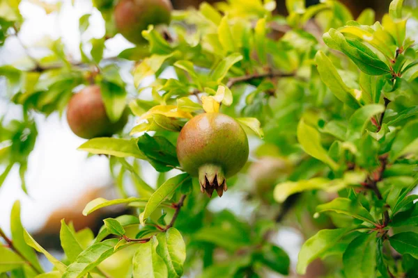 Roter reifer Granatapfel auf dem Baum. Granatapfelbäume in montenegr — Stockfoto