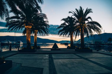 Gün batımında bir palmiye ağacının silueti