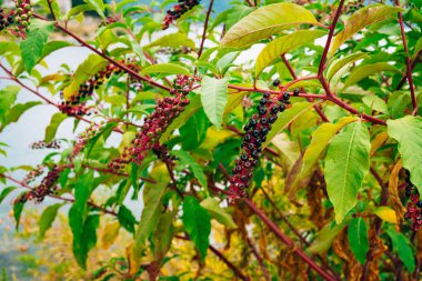 Phytolatsts ağaç üzerinde şube