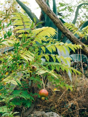 Kırmızı olgun nar ağacı üzerinde. Montenegr nar ağaçları