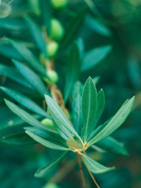 Meyve ile zeytin dalı. Zeytin bahçeleri ve bahçeleri Karadağ