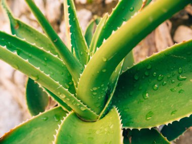 Karadağ'ın yeşil kaktüsler yakın çekim. Kentsel peyzaj kaktüsler