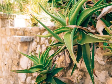 Karadağ'ın yeşil kaktüsler yakın çekim. Kentsel peyzaj kaktüsler