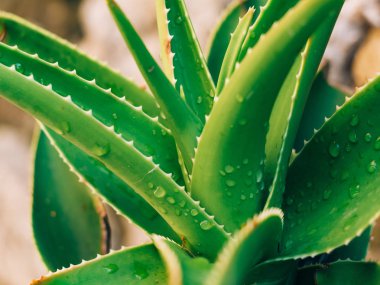Karadağ'ın yeşil kaktüsler yakın çekim. Kentsel peyzaj kaktüsler