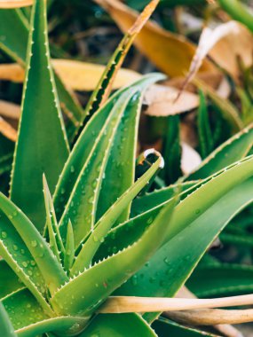 Karadağ'ın yeşil kaktüsler yakın çekim. Kentsel peyzaj kaktüsler
