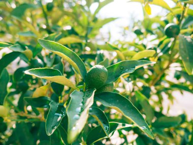 Yeşil Kamkat Fortunella, ağaç Kinkan. Meyve narenciye tre