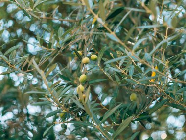 Meyve ile zeytin dalı. Zeytin bahçeleri ve bahçeleri Karadağ