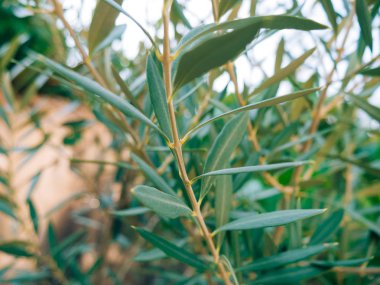 Zeytin dalı ile yaprakları yakın çekim. Zeytin bahçeleri ve bahçelerde M