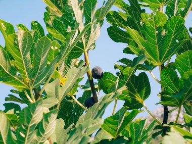 Olgun incir ağacı üzerinde. Karadağ incir ağaçları