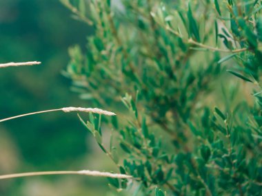 Gün batımında alanında spikelets. Gün batımında çim dokusu
