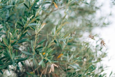 Zeytin dalı ile yaprakları yakın çekim. Zeytin bahçeleri ve bahçelerde M