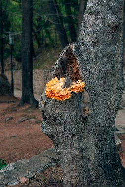 Sarı mantar ağacı üzerinde. Kükürt mantarı