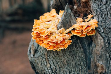 Sarı mantar ağacı üzerinde. Kükürt mantarı