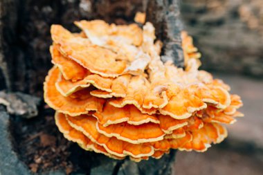 Sarı mantar ağacı üzerinde. Kükürt mantarı