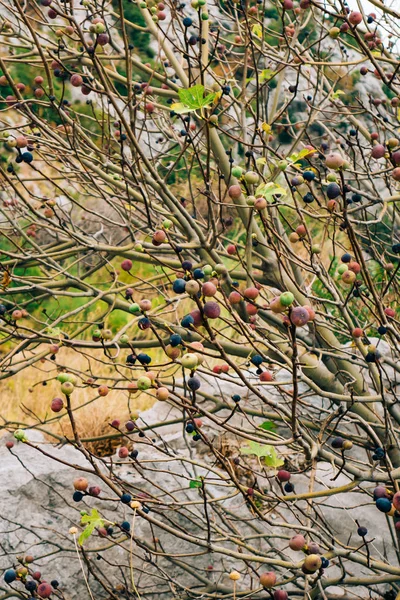 Olgun incir ağacı üzerinde. Karadağ incir ağaçları — Stok fotoğraf