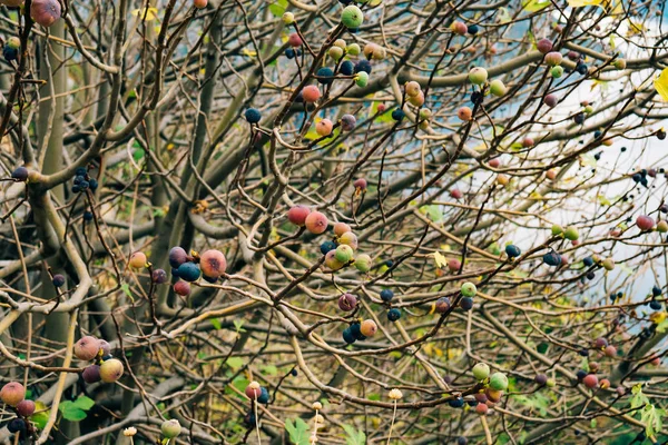 熟的无花果树上。黑山无花果树 — 图库照片