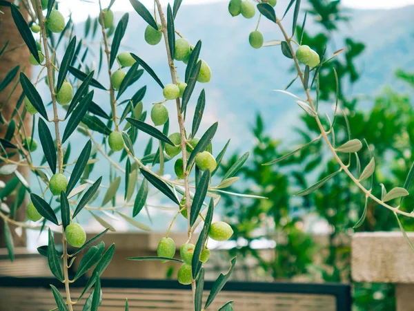 Olive branch z owocami. Gaje oliwne i ogrody w Czarnogóra — Zdjęcie stockowe