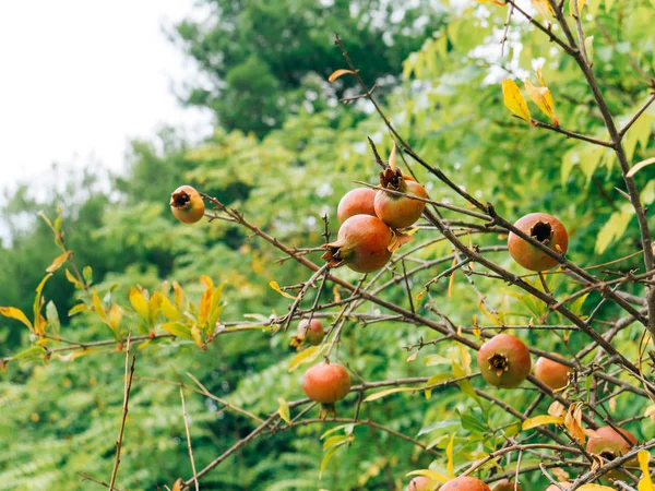 Granada roja madura en el árbol. Granados en Montenegr — Foto de Stock