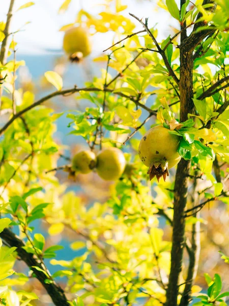 O fruto de romã de tamanho médio no verde da árvore em Monteneg — Fotografia de Stock