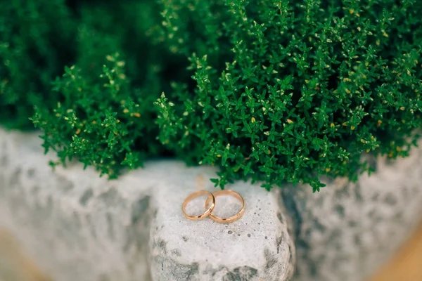 Anéis de casamento sobre as pedras na grama, entre a vegetação, le — Fotografia de Stock