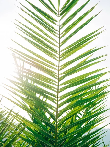Um ramo de uma palmeira close-up — Fotografia de Stock