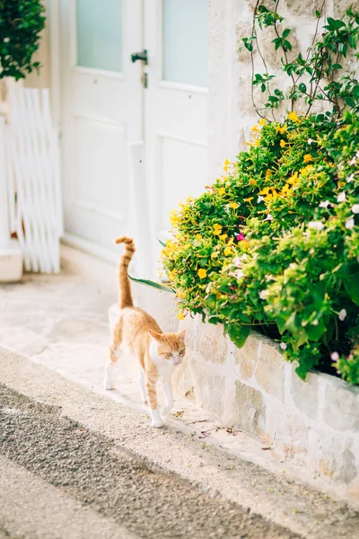 Gato em uma cama de flores — Fotografia de Stock