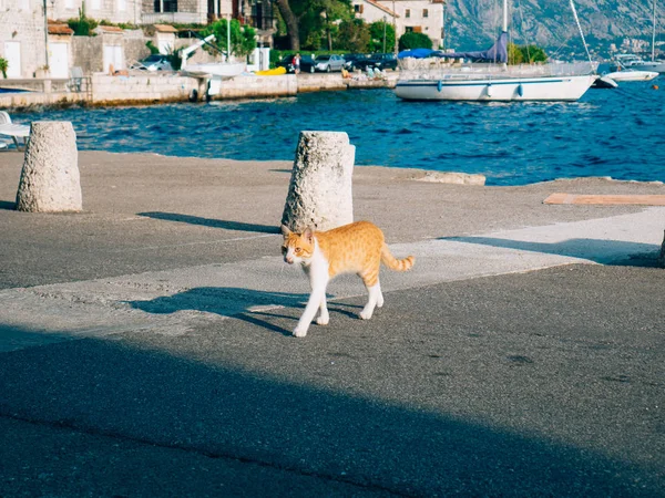 바다의 고양이입니다. Perast, 몬테네그로. — 스톡 사진