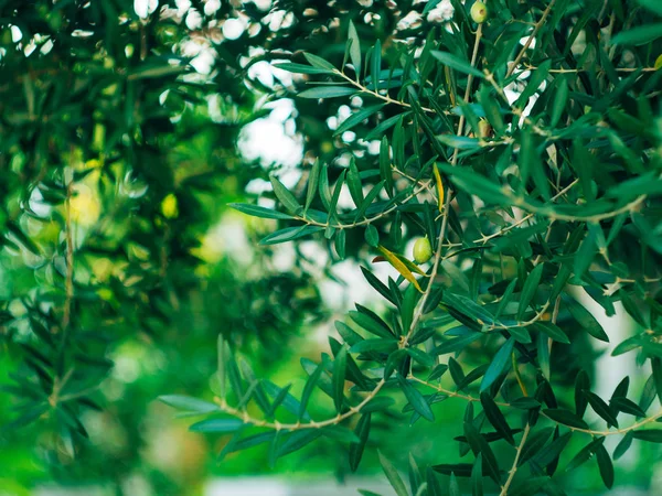 Rama de olivo con frutos. Olivos y jardines en Montenegro — Foto de Stock