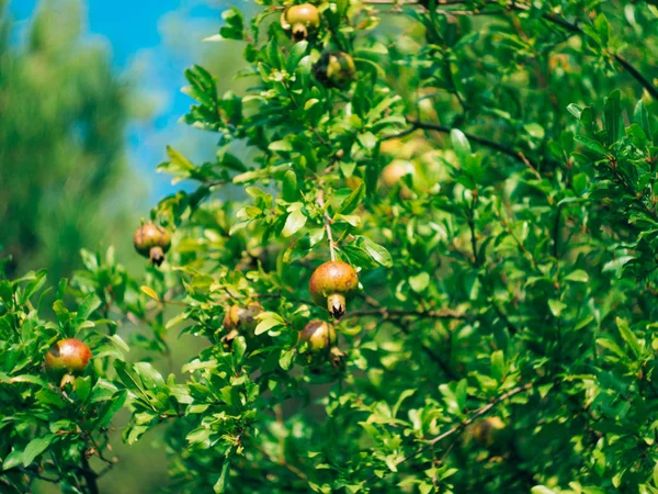 Roter reifer Granatapfel auf dem Baum. Granatapfelbäume in montenegr — Stockfoto