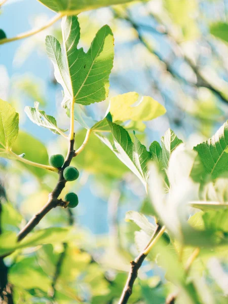 Vijgenbomen, klein fruit. Rijping van vijgen — Stockfoto