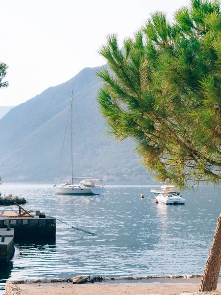 Grenar av pinjeträd i Montenegro — Stockfoto