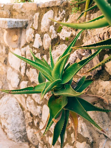 Green cacti close-up in Montenegro. Cacti in the urban landscape — Stock Photo, Image