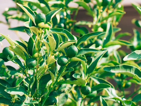 Kumquat verde Fortunella, Kinkan en el árbol. Cítricos de frutas — Foto de Stock