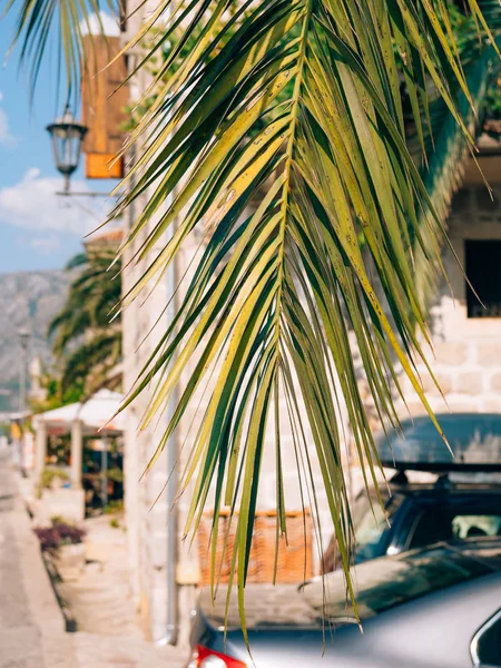 Una rama de una palmera de cerca — Foto de Stock