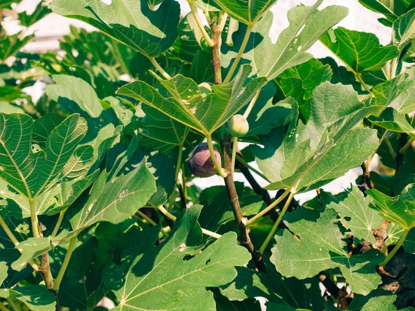 Rijpe vijgen op de boom. Montenegrijnse vijgenbomen — Stockfoto