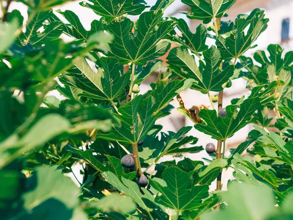木で熟したイチジク。モンテネグロのイチジクの木 — ストック写真