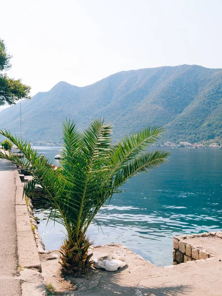 Palm tree. Date tree in Montenegro.