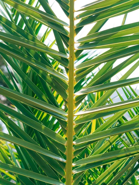 Это ветвь пальмы крупным планом — стоковое фото