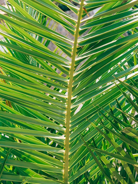 Um ramo de uma palmeira close-up — Fotografia de Stock