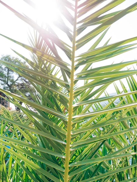 Это ветвь пальмы крупным планом — стоковое фото