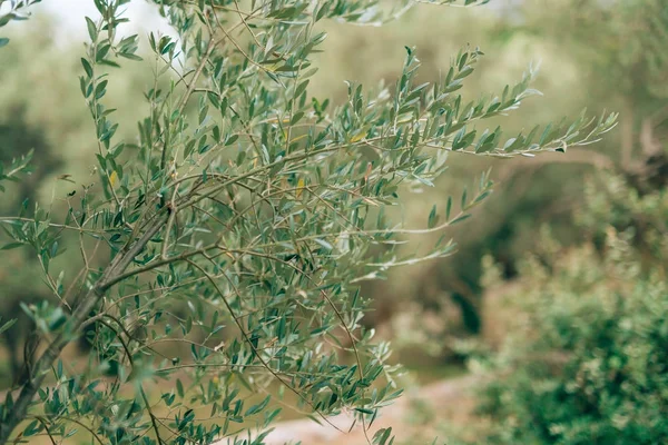 stock image Olive branch with leaves close-up. Olive groves and gardens in M