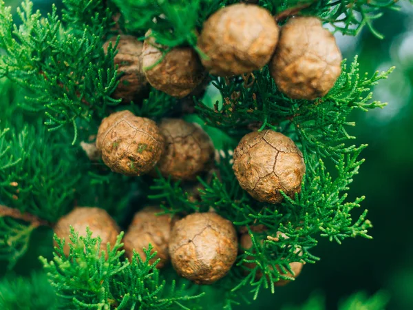 Cones on green cypress branches — Stock Photo, Image