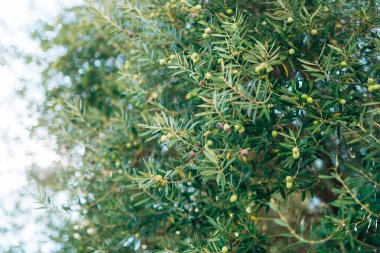 Meyve ile zeytin dalı. Zeytin bahçeleri ve bahçeleri Karadağ